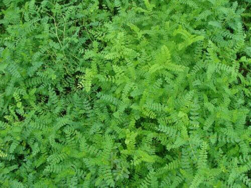 新鲜黄芪