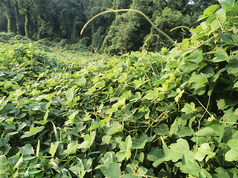 野葛根