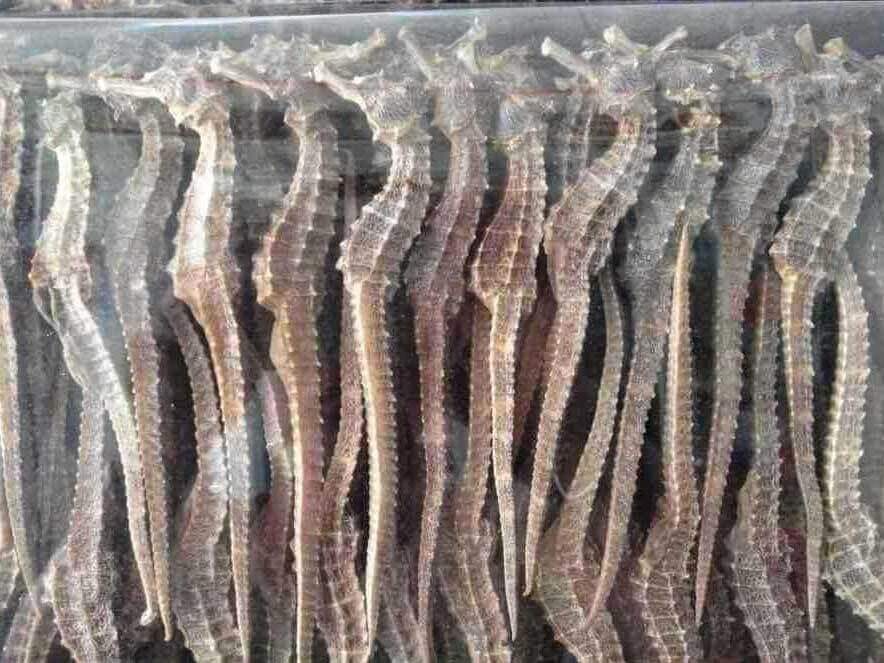 海马烘干成品