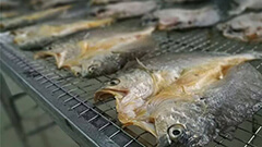 海南|金鲳鱼烘干项目