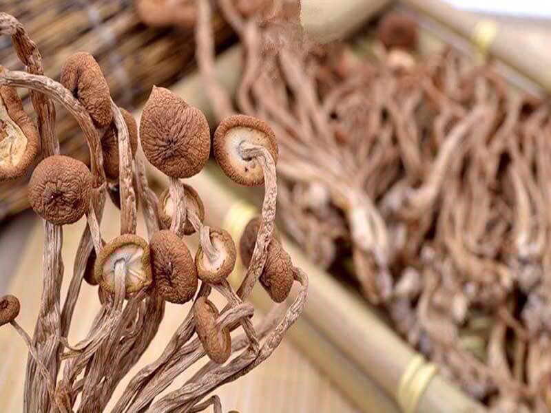 茶树菇