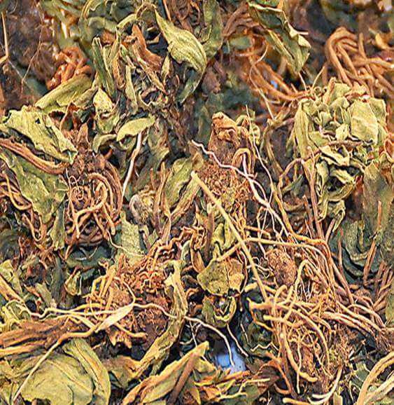 灯盏花烘干
