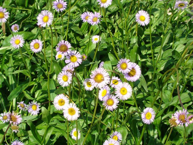 灯盏花