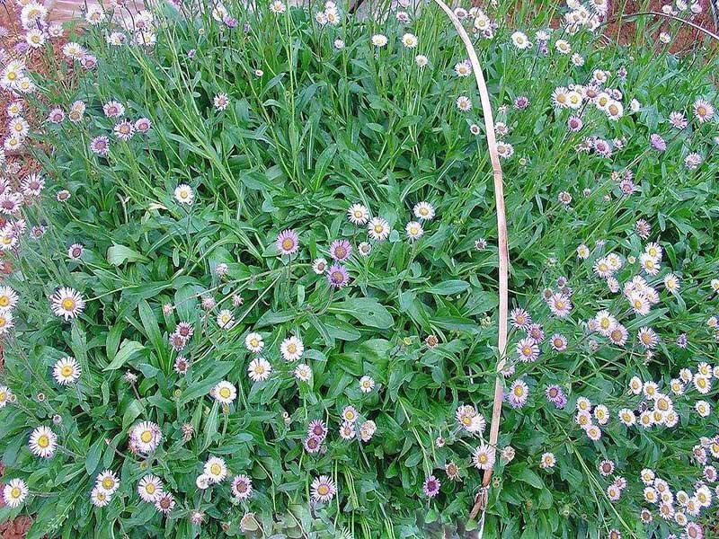 灯盏花