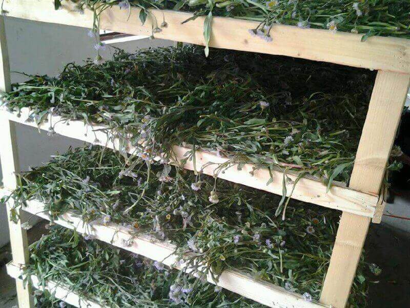 灯盏花烘干
