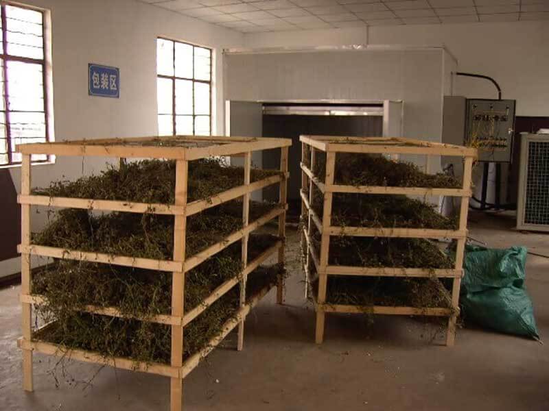 灯盏花烘干