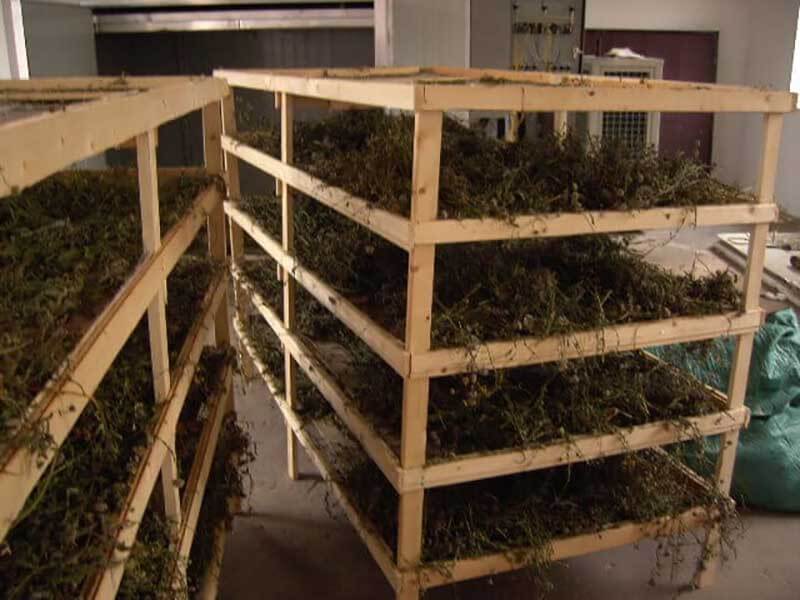 灯盏花烘干