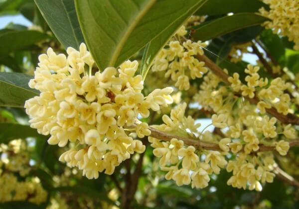桂花