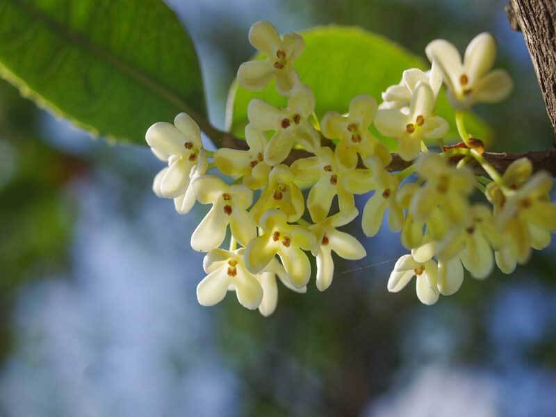 桂花