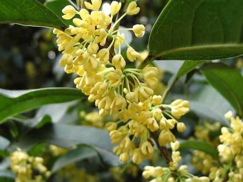 桂花