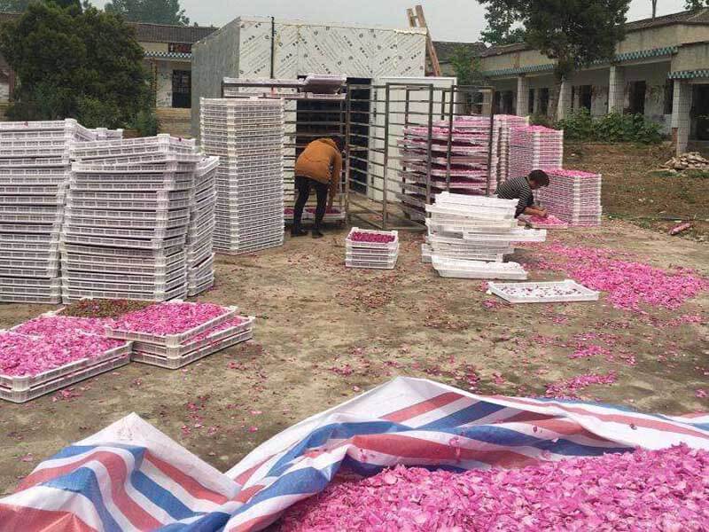 玫瑰花烘干设备