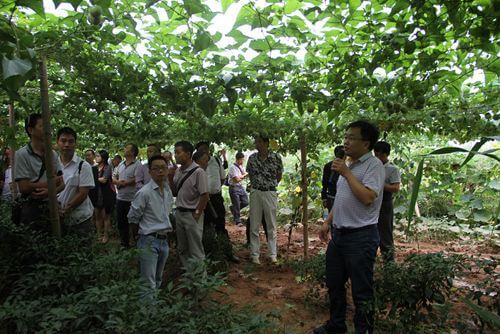 罗汉果生产基地