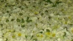 安徽黄山菊花|烘干案例